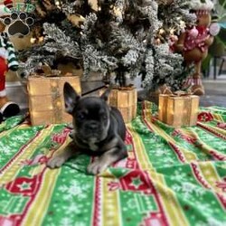 Paisley reign/French Bulldog									Puppy/Female	/10 Weeks,Come and meet this beautiful baby. She is so full of love and kisses guaranteed to keep you smiling with her love. 