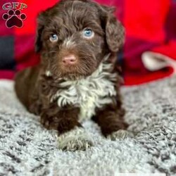 Calypso/Portuguese Water Dog									Puppy/Male	/6 Weeks,Meet Calypso, He is a gorgeous AKC registered pwd! He has a whole lot of love to give, and wants to spend every moment with you! He comes pre-loved and pre-spoiled and will make the perfect addition to any home. These babies will be up to date on vaccinations and dewormer, and will be microchipped and health checked before they leave our place.