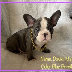 David./French Bulldog									Puppy/Male	/8 Weeks,Compact and Cute little French Bulldog puppies Looking For Our Loving New Families. We have our First Shots and Deworming and Veterinarian Health Certificate and also our Bag Puppy Food and small Pet Bed come with us to enjoy in our new Homes. Daddy and Mommy here for you too Meet. Call Or Text Anytime Day Or Night. 