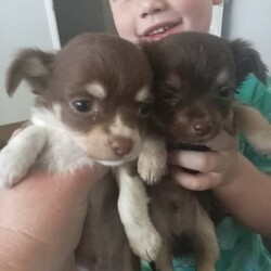 Chihuahua chocolate long hair very small babys /Chihuahua (Long Coat)/Male/Younger Than Six Months,Hi we have 2 very small chocolate babies left they are all boys very well socialised love cuddles very loving puppies can you Mum and Dad they are on royal cannon Chihuahua puppy biscuits they have been vet checked vaccinated ready to go come with puppy vouchers for their next vaccination 