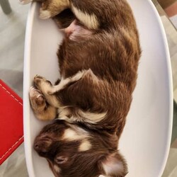 Chihuahua chocolate long hair very small babys /Chihuahua (Long Coat)/Male/Younger Than Six Months,Hi we have 2 very small chocolate babies left they are all boys very well socialised love cuddles very loving puppies can you Mum and Dad they are on royal cannon Chihuahua puppy biscuits they have been vet checked vaccinated ready to go come with puppy vouchers for their next vaccination 
