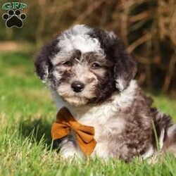 Snickers/Mini Aussiedoodle									Puppy/Male	/9 Weeks,A cutie like this is a rare find! Snickers is ready to melt your heart and fill your days with happiness. If you are familiar with Mini Aussiedoodles, you will immediately recognize his intelligence and athleticism. His captivating eyes exude alertness and insight. This little guy has an endearing personality and will bond to his owner for life. Peggy, the momma to this beautiful litter, is striking with her keen intelligence and magnificent physique. She weighs 20lbs. Dad, Riley is very handsome Mini Poodle weighing a healthy 12lbs. Riley has a goofy personality and keeps us all on our toes. We love him to death. All the puppies have a nose to tail vet check before leaving for forever families, and they are up to date on all necessary vaccines and dewormer. For more info, or to schedule a visit with the babies, you can call Joseph & Lizzie Ann.