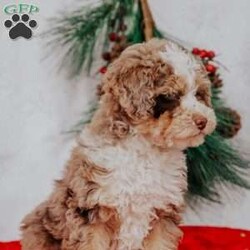 Maggie Micro Mini/Mini Bernedoodle									Puppy/Female	/10 Weeks,Do you love Bernese Mountain dogs but struggle with the heavy shedding then take a look at this puppy. With their poodle hair but Bernese happy personality they are sure to please.