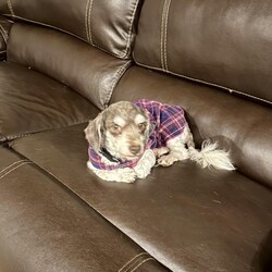 Adopt a dog:Maggie/Havanese/Female/Adult,Hi y'all, I'm Maggie! I am a five year-old Havanese who was released when the commercial breeder no longer had a need for me. I am so happy! I am done breeding puppies and I hope never to live with one again LOL.

I came to the rescue shaved down to my skin. Check out my first picture, yikes! But with proper care and nutrition, my coat has begun to come in and it is beautiful! How cool are my eyebrows! In case you don't know, Havanese have a double coat and require regular grooming about every six weeks. I am so excited to be with a family who will make sure I am treated like the queen that I am. Havanese are loyal companions, sometimes called Velcro dogs, and I am no exception. I like to be everywhere my foster mom is. Truly I just want to be near her and to be showered with her love.

Due to my life in a commercial mill, I am cautious when I first meet people and I startle at loud noises and quick movements. But I recover quickly. I am smart. I caught onto crate training pretty quickly. I currently sleep in my crate at night next to my foster mom's bed. Also, I've been doing really well with house training although regression is common in a new home.

I have several fur siblings, both younger and older, in my foster home. I prefer the company of an older gentleman although I like the older ladies too. I am not interested in living in a home with a puppy or a young dog that will jump in my face and be rude! Likewise, any children in my furever home should be 12+ and be dog savvy. My foster mom has a big yard and I like to run and explore. I don't have much experience yet being on a leash but I'm willing to try. I am a pretty chill lady who just wants to be near her person, run outside a bit and maybe play with a friend now and again. Do we sound like a match?? If so, apply here >>>> https://www.zoeshouserescue.com/adopt

Maggie is spayed, microchipped and UTD on vaccines and preventatives. She also had a dental cleaning when she was spayed and did have a few extractions. She has recovered well. 
 She is being fostered in Collegeville, Montgomery County, and all potential adopters should be prepared to travel to the foster's home with all resident pups for a meet and greet.