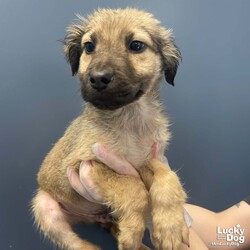 Adopt a dog:Jingle/Shepherd/Male/Baby,Please contact Melissa A Aten (melissaa@luckydoganimalrescue.org) for more information about this pet.fuzzball ISO family! JINGLE NEEDS A FOSTER OR FOREVER HOME!!!!

Name: Jingle Best Guess for Breed: Shepherd mix

Best Guess for Age: 2 months as of 11/29/23 SEX: Male

Estimated Weight (puppies' weights change quickly!): 7.4 lbs as of 11/23/23

Gets Along With: Most puppies are in the prime of their socialization window and will do well with other dogs, cats and kids so long as they receive patience and proper training.

Currently Living at: South Carolina shelter; needs a foster or forever home in the DC area to get up here!

Special Adoption Considerations: Puppies under 6 months of age need to have multiple potty breaks/exercise throughout the day. Potential adopters with a standard 8-hour workday must be willing to make arrangements to meet the needs of their puppy.
Jingle is Looking For: Woof! My sisters Jolly and Joyful and I are all just super adorable fuzzy baby puppies right now and IMO we're also a lot more fun than any old sleigh ride in the snow! We've loved growing up together but now it's time for us to part ways and spread the joy. We've talked it over and this is what I want in a home: Lots of play time! Lots of snuggles! And more play time and snuggles.
And then soon, I want to go exploring with you. The neighborhood, the local parks, the world - yes, please! And I want to go to puppy school too, to learn to be the goodest pup so I can go to all those fun places with you.
What do you say? Do I get to grow up with you?
What My Foster Says About Me: We will update this once this pup has arrived in the DC area and spent some time in foster care!
Puppy Vetting Requirements: Lucky Puppies have had their age appropriate vaccines, but may not yet be 