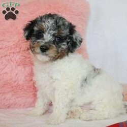 Ace/Toy Poodle									Puppy/Male	/8 Weeks,Meet ACE! The toy poodle is an outstanding lap dog, with its keen intelligence they are quick and easy to train, which makes for a loveable companion. Both parents are CKC purebred toy poodles, they are health tested through pawprint genetics.  Ace will be hypoallergenic and low to non shedding. Estimated weight is 6-10lbs, Ace is up to date on vaccinations, regular deworming schedule as well as health checked and examined by my local Vet to assure you a healthy puppy! Ace is handled/ monitored and socialized everyday until he is placed into a loving home. Bonding everyday with Ace helps develop an amazing temperament and be adaptive to training. Ace is also doing great on crate and potty training! A 30 day health and 1 year genetic guarantee will be included as well as his puppy food, papers/records etc. My shipping options are now available nationwide. Visits are welcome. For more info, videos or facetime call or text Duane!