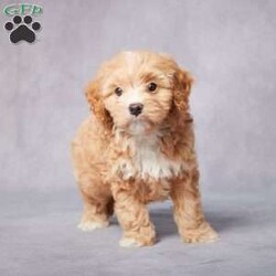 Arlo/Cavapoo									Puppy/Male	/8 Weeks,AKC registered / Genetically tested Parents – Happy and healthy – F1 Cavapoo – Up to date on and deworming – Microchipped – 6 month health/1 year genetic guarantees(1yr/2yr if you remain on recommended food)- Full vet examination Call/text/email to schedule a time to come out and visit. We can ship to you, or can meet you at our airport. We can also meet in between if a reasonable distance.