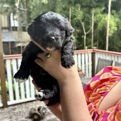 Labradoodle cross Border Collie puppies/Labrador Retriever/Male/Younger Than Six Months,Adorable Labradoodle Cross Border Collie Puppies Seeking Loving Families!