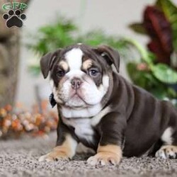 Reece/English Bulldog									Puppy/Male	/9 Weeks,Meet Reece!! The AKC English Bulldog puppy he is charismatic and spirited breed known for his friendly personality and gentle nature. With their compact, muscular build and an endearing, wrinkled face, these puppies radiate charm. His loyalty and affection make him an excellent choice for families and individuals alike. He is playful, intelligent, and highly trainable, making him a eager learner of new tricks and commands. He has a natural love for human companionship and is great with children, cementing their reputation as loving and loyal pets.