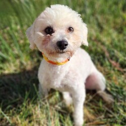 Adopt a dog:Jameson /Miniature Poodle/Male/Young,Meet Jameson! Jameson is a one and a half year old poodle mix. This boy is all love in an adorable body, complete with a wiggle nub tail! Jameson loves to be with his people. Cuddled up on the couch? Going for a walk? Adventure in a car? He's down for it all. Jameson does have a beautiful long coat that will require regular grooming. He is good with other dogs, and older well mannered children. Jameson is working on his potty training but is kennel trained. This boy is a diamond in the ruff just waiting for his happily ever after. Is that you?