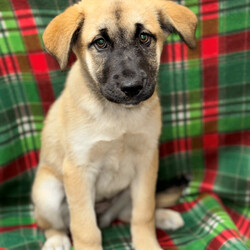 Adopt a dog:Lorelai/Anatolian Shepherd/Female/Baby,Lorelai is a 3 month old Anatol Shepherd. She is very loving, she loves to cuddle and play. She is such a  wonderful pup. She will follow you around outside while you do chores. Lorelai's adoption fee is $50 which includes her spay, vaccinations, and microchip. For more information about Lorelai please contact the Oakdale Animal Shelter at 209-847-5625. #A036631