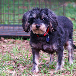 Adopt a dog:Smokey & Bandit/Yorkshire Terrier/Male/Adult,They:
•	Are littermates: Yorkshire Terrier mixes
•	Are 4.5 years old
•	Weigh 15 (Bandit) and 17 (Smokey) pounds, but are on a diet to trim down
•	Are good with other dogs
•	Are potty trained, but sometimes mark
•	Appear to be good with cats
•	Are good with children
•	Ride well in the car
•	Walk nicely in a harness
•	Are medium energy

About:
Smokey and Bandit are thick as thieves! These boys adore each other, and we would love to keep them together as they transition into a new forever home. Bandit is the pistol twirling leader of the gang - he is all confidence and bravado, leading his fair brother in-to worlds unknown. Smokey is the ever quiet watchman taking up the rear - he is timid and doesn’t give his trust to just anyone, but once earned he is your ever loyal companion. The brothers have so much love to give and are going to spoil their new family with affection and fun. If you’re looking for not one, but two, bundles of joy to ride into the Texas sunset with, consider giving this dynamic duo their much deserved happy ever after.

Medical Notes:
Smokey and Bandit are on once-daily medicated eye drops to treat dry eye, and will need to remain on this medication long term.

Smokey & Bandit are neutered, vaccinated, microchipped, and heartworm negative. 

For more information about Smokey & Bandit or our shelter please call us at (830) 693-0569 or visit our website at highlandlakescaninerescue.org 

If you would like to schedule a meet and greet with Smokey & Bandit or any of our dogs, please fill out an application at https://www.highlandlakescaninerescue.org/adopt-a-dog/how-to-adopt/