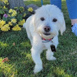 Shasta/West Highland White Terrier / Westie/Female/Young
