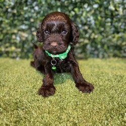 7 x Mini Spoodles (DNA Clear) Free Delivery Sydney//Both/Younger Than Six Months,7 x beautiful first generation Mini Spoodle puppies available to a loving home. Ready to go from the 19th December and we can deliver them to Sydney on this date.- 2 x Chocolate & White females ($2,200)- 1 x Chocolate Females ($2,200)- 1 x Cream & White Female ($1,800)- 2 x Chocolate Males ($2,200)- 1 x Chocolate & Male ($2,200)Puppies come :- With first round of vaccinations & microchipped- Vet check report- 6 weeks free pet insurance- Not desexed- Wormed every 2 weeksThe puppies have been raised indoors and outdoors, and around children and other puppies. These puppies will be low to non shedding. Similar to bordoodle, labradoodle, Aussiedoodle, groodle, cavoodle.The father is a DNA Clear 9kg Chocolate Cocker Spaniel, the mother is a 6kg Choc & White Parti Mini Poodle DNA Tested. We own both parents and I can send photos of parents on request.Once our puppies leave, we:- Would love to see updates!- Offer a rehoming policy- Offer a 18 month health guarantee- Have a Facebook page you can stay in touch or see other puppies we have bred- Offer support and are free to talk at any time throughout your puppies lifeWe are located in Nyngan NSW, can get to Dubbo at any stage. Road transport is usually organised from Dubbo. There will be free transport to Sydney, with a chosen meeting location and time. Happy to arrange other freight at buyers expense, flights from Sydney to another capital city are usually around $300Full members of AAPDB: 16947BIN: B000738270We have a website & Facebook page Country Canine Co. Please look on our Facebook group Country Canine Co. Families for photos of the previous litter as adults.