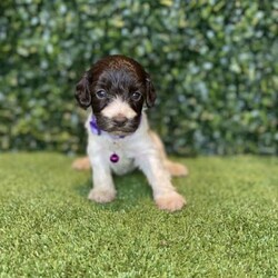 7 x Mini Spoodles (DNA Clear) Free Delivery Sydney//Both/Younger Than Six Months,7 x beautiful first generation Mini Spoodle puppies available to a loving home. Ready to go from the 19th December and we can deliver them to Sydney on this date.- 2 x Chocolate & White females ($2,200)- 1 x Chocolate Females ($2,200)- 1 x Cream & White Female ($1,800)- 2 x Chocolate Males ($2,200)- 1 x Chocolate & Male ($2,200)Puppies come :- With first round of vaccinations & microchipped- Vet check report- 6 weeks free pet insurance- Not desexed- Wormed every 2 weeksThe puppies have been raised indoors and outdoors, and around children and other puppies. These puppies will be low to non shedding. Similar to bordoodle, labradoodle, Aussiedoodle, groodle, cavoodle.The father is a DNA Clear 9kg Chocolate Cocker Spaniel, the mother is a 6kg Choc & White Parti Mini Poodle DNA Tested. We own both parents and I can send photos of parents on request.Once our puppies leave, we:- Would love to see updates!- Offer a rehoming policy- Offer a 18 month health guarantee- Have a Facebook page you can stay in touch or see other puppies we have bred- Offer support and are free to talk at any time throughout your puppies lifeWe are located in Nyngan NSW, can get to Dubbo at any stage. Road transport is usually organised from Dubbo. There will be free transport to Sydney, with a chosen meeting location and time. Happy to arrange other freight at buyers expense, flights from Sydney to another capital city are usually around $300Full members of AAPDB: 16947BIN: B000738270We have a website & Facebook page Country Canine Co. Please look on our Facebook group Country Canine Co. Families for photos of the previous litter as adults.