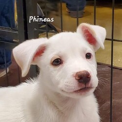 Phineas GS/Terrier/Male/Baby