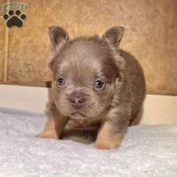 Tank/French Bulldog									Puppy/Male	/7 Weeks,Tank is a stunning lilac tan visual fluffy Akc registered frenchy puppy! Carries Isabella chocolate! Listed at pet price contact us for price with full rights! Up to date with all shots and dewormings will come with a one yr genetic health guarantee! Family raised and well socialized! Ground delivery is available right to your door! Contact us today to get your new family member!
