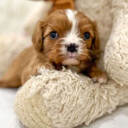 Roscoe/Cavalier King Charles Spaniel									Puppy/Male	/5 Weeks,This sweet and adorable puppy is looking for a forever family! All vaccinations and dewormings are up to date and any necessary paperwork will be provided. Raised by a large and loving family with children, this pup will be a wonderful new companion for you! To make the transition easier, a baggie of food will also be included. Please contact anytime! We do not text.