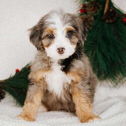 Pauline/Mini Bernedoodle									Puppy/Female	/9 Weeks,Do you love Bernese Mountain dogs but struggle with the heavy shedding then take a look at this puppy. With their poodle hair but Bernese happy personality they are sure to please.