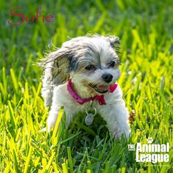 Adopt a dog:Sofie/Morkie/Female/Senior,______
DOB/AGE: 09/30/2010
WEIGHT (GROWN): 7lbs

 **I am a very playful and energetic girl!  I LOVE going for walks!  I love other friendly doggies and cats.  I also LOVE being with my human, we will be best friends! I have lots of life and love to give!**

You will need to complete an application before a Meet & Greet can be scheduled with me. Here is the link: theanimalleague.org/adoption-application/

PLEASE READ THE INFORMATION BELOW THOROUGHLY
_________________________

I am a Super Senior! I qualify for a Senior-To-Senior Discount. Read more about the Senior-To-Senior Program here: https://theanimalleague.org/senior-to-senior-program/
	
NOTE: we CANNOT email information about fees. View our GENERAL fees here (you will need to copy/paste into your browser): https://theanimalleague.org/adoption-fees/ 
	
All of our dogs are spayed or neutered, receive a registered microchip, and are up-to-date on their age-appropriate shots, vaccines, and preventative care. We also test for heartworm when they are old enough. 

APPLICATION: https://theanimalleague.org/adoption-application/ 

Please visit https://theanimalleague.org/faqs/ for the answers to our most commonly asked questions such as, 