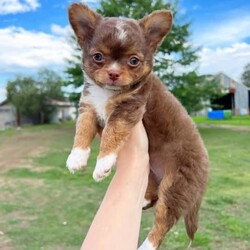 Male chihuahua puppy- applehead long coat./Chihuahua (Long Coat)/Male/Younger Than Six Months,Purebred tri chocolate coatLast of my litter available for his forever home this week.Microchipped, wormed and vaccinated.Raised with kids in loving home. Wonderful natured. Very handsome little guy.Parents are both applehead long coat chocolate tri. The have lilac gene and every litter I’ve always had a lilac puppy. So this little guy will carry it also.