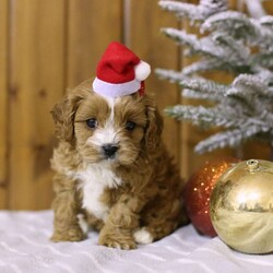 Dolly/Cavapoo									Puppy/Female	/6 Weeks,Meet Dolly! As you can see, she is dressed and ready to come spend Christmas with you and your family! Dolly is up to date on all her vaccinations, dewormed and vet checked. She is such a sweet soul and we are sure that she will brighten your holiday season! Call or text us today to learn more about Dolly and how you can adopt her into your family! 