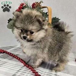 Twinkle/Pomeranian									Puppy/Female	/11 Weeks,Hi there! Meet this adorable little fluff ball named Twinkle. She is smart, friendly and eager to please, and will be the perfect addition to your family. Both parents are super sweet as well. If you would like to set up an appointment to meet or adopt this little girl, please text our call. Barb. A non-refundable deposit of a $150 will hold the puppy for you. Best time to get ahold of me is Monday through Saturday.