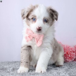 Welsie/Australian Shepherd									Puppy/Female	/8 Weeks,To contact the breeder about this puppy, click on the “View Breeder Info” tab above.
