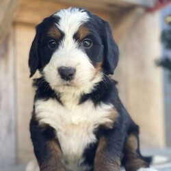 Lincoln/Bernedoodle									Puppy/Male	/5 Weeks,Meet Lincoln, he is a beautiful and healthy, F1 Bernedoodle Puppy, he will be up to date on his shots, he will be vet checked and he will come with a one year genetic health guarantee.