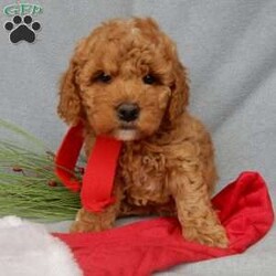 Carmen ( F1b)/Mini Goldendoodle									Puppy/Female	/8 Weeks,Look what you just found!! The sweetest little f1b mini goldendoodle face you have ever seen…My name is Carmen and I would love to come home with you! I am sure with one look into my warm, sweet eyes and I’ll be sure I will have captured your heart already! I am very happy, playful and very kid friendly! I stand out way above the rest with my beautiful curly red coat!!!  Full of personality and always ready to give amazing puppy kisses and open to adventures!!  I have been vet checked and I am up to date on vaccinations and dewormings and I will also come with a 1-year guarantee with the option of extending it to a 3-year guarantee.  Shipping is available! My mother is our sweet Sandy, a 30# mini goldendoodle with a heart of gold and my father is Zeke our beautiful and playful 10# apricot and white mini poodle and Zeke is genetically tested clear! Both of the parents are on the premises and available to meet! That makes me an F1b hypoallergenic and non shedding mini goldendoodle and I will grow to approx. 18-22# !… Why wait when you know I am meant to be yours? Call or text Martha to make me the newest addition to your family and get ready to spend a lifetime of tail wagging fun!   (7% sales tax on in home pickups) 