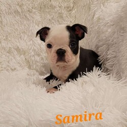 Samira/Boston Terrier									Puppy/Female	/11 Weeks,Samira is our adorable little akc registered female.  She is very socialable and lovable. She has lots of personality! Her mother is 15 lbs and dad is 20 lbs. Samira will be on the smaller side. Her parents are on the premises.  She has been family raised with lots of TLC.  She is now ready for her forever home. 