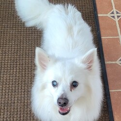 Adopt a dog:Nomie of MD/American Eskimo Dog/Male/Senior,You can fill out an adoption application online on our official website.Please contact Heidi (Heidi@eskierescuers.org) for more information about this pet.Nomie, a sweet, beautiful, blind senior eskie boy, just arrived at ERU. His owner passed away and he was taken to a shelter by a family member. He was recently neutered but is in desparate need of dental work, which is scheduled for this Thursday (12/14/23). We will also have a senior blood panel run, and have his eyes checked for glaucoma. Nomie will be available for adoption after he recovers from the procedure and is cleared to go.
Whenever possible Eskie Rescuers United tries to adopt out its dogs locally (or at least to adopters in adjoining states to where I'm being fostered). Please note that ERU processes LOCAL adoption applications before considering those from out of state. If I'm not local to you, as explained above, and you really have your heart set on me, you will have to make special arrangements so ERU can get me to you safely (for example, flying me to you at your own expense, or paying a transport group to drive me to you). Note: We may ask that you to make a donation to cover transport costs if the distance is great and we have trouble finding transport drivers.There is an adoption fee required; and, please be aware, Eskie Rescuers United will not adopt out its dogs as outdoor dogs.

Eskie Rescuers United American Eskimo Dog Rescue, Inc. is an IRS-approved 501(c)(3) non-profit organization. Please click the donation button below to make a tax-deductible donation through PayPal and help make a difference to even one American Eskimo dog!