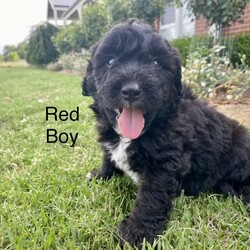 Adopt a dog:Miniature Bordoodle puppies for Christmas /Poodle (Miniature)/Both/Younger Than Six Months,Ready to go 23/12/23, or can hold until early jan if more convenient.Visitors most welcome!