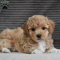 Forest/Bich-Poo									Puppy/Male	/8 Weeks,To contact the breeder about this puppy, click on the “View Breeder Info” tab above.