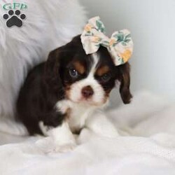 Cocoa/Cavalier King Charles Spaniel									Puppy/Female	/6 Weeks,Meet Cocoa! She is an AKC Cavalier King Charles Spaniel Puppy with a stunning Chocolate, Tan & White coat. She most definitely the Cavalier demeanor: friendly, gentle and affectionate. This breed is a wonderful choice for all lifestyles! She loves playing with her toys and being by the side of her favorite people. This little girl has received lots of attention & care since day one, this shows in her confident and friendly temperament. We want to make her transition to your home go as smooth as possible! 