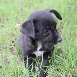 Adopt a dog:Pearl/Yorkshire Terrier/Female/Baby,Pearl, Peter and Parker are approximately 10-12 week old puppies that all came from a very rural part of Texas by the Mexico border.

We don't believe they're related but they definitely act like siblings!

Pearl is the smallest of the 3 and the only female. She is a wirehair/yorkie mix and only weighs about 5 lbs. We don't believe she will get over 12-15 lbs full grown. Pearl is very timid and needs a home that offers TLC. A more quiet home would be best for her. She doesn't mind cats or other dogs. Loud children are a bit scary so someone wanting a lap doggy would be great. 

Peter is the black chi mix male. He's only about 9 lbs and we don't believe he will get over 20-23 lbs full grown as he is staying quite small. Peter is friendly and a medium active level. He loves to run around the yard and play with other doggies and doesn't mind the outside cats. He would do well with well behaved children and a medium active household. 

Parker is as sweet, loving and goofy as they come. He's a heeler mix and weighs about 12 lbs. He is super friendly and would make a wonderful family dog. Parker loves everyone he meets and will greet you and any stranger with tail wags and kisses. 

These babies will make wonderful dogs for the perfect families. 

All adoption fees include current negative hw test if old enough, current age appropriate vaccines including rabies, parvo/distemper, lepto, bordatella, current heart worm and flea/tick preventions, lifetime registered microchip, 2 dewormers and transport costs from Texas to the East Coast. 

PLEASE READ THIS TO ADOPT: 

Www.ruraltank.org/adopt 

We process applications as first come, first serve so we suggest you fill out an application as soon as possible as we can receive quite a few per animal.

If you submit an inquiry that questions something answered in this bio, we will not respond due to high volume of inquiries. 

ALL OF OUR ANIMALS ARE LOCATED IN SOUTH TEXAS. They are posted in areas where we transport to ONCE ADOPTED. 

95% of our animals are pre adopted prior to transport, if you want to do a meet and greet with an animal in person we suggest going to a local shelter as we probably will not be able to offer that.

Once approved though us, we will put you in contact with the foster family that has your animal to learn more about them! 

We transport every few weeks, TBD. 

Application turn around is usually about 1-3 days max, if not sooner. After you submit an application and want to send additional information or pictures of current animals/past ones in a separate email, we love that and it always helps your chances :)