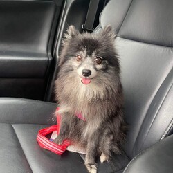 Adopt a dog:Aurora/Pomeranian/Female/Adult,Aurora is a beautiful little girl! Shes around 8 years old and 6lbs. Shes very sweet and currently learning life on the inside. Adoption fee: $400 which includes her spay, microchip and vaccines. History: Aurora and the other Pomeranians all came from a hoarding/ breeding case. They were left outside and neglected. PLEASE REMEMBER by filling out this form you agree and understand ADOPTION is NOT guaranteed, we are not 1st come 1st served. Today you are doing an adoption application, This application does not guarantee adoption. Once we receive the application an adoption coordinator will reach out to you within the next 72 hrs to set up a meet and greet at our facilityThe animal you are applying for most likely will be in a foster home NOT at our facility. Please ONLY APPLY if you are ready to commit to adoption . Please read the bio before sending an application - we answer all we know about the animal here. If the question is not answered in the bio please send emails to adopt@mercyfullprojects.org TO ADOPT PLEASE APPLY ONLINE Www.mercyfullprojects.org All Dogs/ Puppies/ Cat/ Kittens are up to date on everything as far as vaccines Spay/Neuter and Flea/Heartworm Prevention. If you are meeting a puppy or kitten that is not ready for adoption there is a waiting period until they are fully ready to go home. Adoption fee -Along with daily care costs, the adoption fees help Mercy Full Project cover vet bills, maintain their facility and cover the cost of their operations to rescue more animals in need Thank you for completing the application. **Our companions MUST live in your home as part of your family.**We do not transport. **See our website for more information. ADOPTION PROCESS: https://mercyfullprojects.org/dog-adoption/ https://mercyfullprojects.org/cat-adoption/ Please visit our website www.mercyfullprojects.org to learn more about this amazing pet and to see other available dogs and cats.