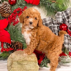 Tiffany/Miniature Poodle									Puppy/Female	/6 Weeks,Your search for the perfect Christmas present is over! Wouldn’t one of these furbabies be just perfect? Imagine the hours of snuggles, play and companionship with these little sweethearts. They have been well socialized by the Speicher family since day one. These little ones are up to date on dewormer, vaccinations and have had their first vet check up. 