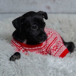 Adopt a dog:Raspberry/Chihuahua/Female/Baby,Hi there, my name is Raspberry! I'm a delightful black female Chihuahua mix puppy eagerly searching for my forever home. I'm a pint-sized bundle of joy with a heart as big as my adorable ears. I'm a spunky and curious little pup who loves to explore the world around me. Whether it's chasing after toys, playing tag, or cuddling up for a nap with my sisters. I'm always ready for some fun and affection. I have a sleek, shiny black coat that glistens in the sunlight. With my soulful eyes and dainty features, I'm sure to melt your heart the moment we meet. I'm looking for a loving home where I can be showered with affection and attention. A family that understands the commitment of raising a puppy and is ready to provide me with a lifetime of love and care would be the perfect match. While I may be small, my heart is enormous, and I can't wait to become an integral part of your family. I love kids and other dogs too! If you're ready to add a dash of sweetness to your life, please consider making me a part of your family. I promise to fill your days with laughter, love, and endless tail wags. Raspberry was born in September 2023, currently 4lbs, and located in a foster home in Texas.

OUR DOGS ARE FOSTERED IN TEXAS AND COLORADO BUT AVAILABLE FOR ADOPTION AND TRANSPORT OUT OF STATE. Read below for more information.

All of our dogs are located in a foster home in Texas or Colorado. Our dogs are transported to a predetermined location agreed upon by the rescue. The adoption contract and fee are finalized prior to transport. As a Mutts N Such direct adoption, the adoption interview/meet and greet occurs on video call (Skype, FB Messenger call, Facetime, etc).

Our out of state adoption fee is $350 plus transport (varies by location). This fee includes all current vaccinations, deworming, a registered microchip, fecal analysis, spay/neuter for pets 6 months & older, and a heartworm test if over 6 months old. All dogs will be current on flea/heartworm prevention. A health exam will be completed and a certificate issued by a veterinarian within 10 days of departure.

If you are interested in adopting, please complete our application:

https://petstablished.com/adoption_form/57167/generic

Note: MNS reserves the right to deny any application that is deemed unsuitable for the animal. Please be aware that our animal adoptions are NOT on a first come- first serve basis. Our sole purpose is to find the best possible home for the animals that fall under our care.