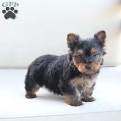 Baloo/Yorkie									Puppy/Male	/8 Weeks,Baloo come from a litter of 2 , with a approx adult weight of 4 to 6 pounds . He is sweet , energetic and has the thickest most beautiful coatof hair . 