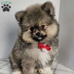 Jake/Pomeranian									Puppy/Male	/8 Weeks,Hey, folks, Just look at this stunning little boy! Pomeranians are smart, playful, and eager to please. This little boy will bring you hours of entertainment and will be the perfect addition to your family. Both parents are super sweet and have AKC registration. If you would like to set up an appointment to meet or adopt this little boy, please text or call Barb.