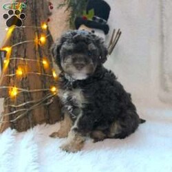 Dancer/Toy Poodle									Puppy/Female	/7 Weeks,Do you need some chocolate under the Christmas tree this year? Say hello to our AKC Toy Poodle puppies who have the most adorable chocolate phantom colors! We are very excited to present such a stunning and uniform litter. Each puppy is up to date on shots and dewormer and vet checked! We offer a health guarantee as well! If you are looking for a tiny puppy to add to your home contact us today! We would love to share more about our puppies! 