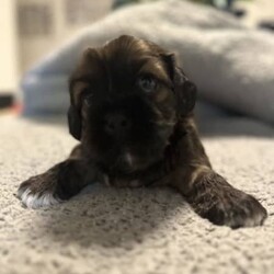 Maltese x Shitzsu/Shih Tzu/Female/Younger Than Six Months,Maltese x shitzu puppies for saleWill be ready early January