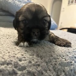 Maltese x Shitzsu/Shih Tzu/Female/Younger Than Six Months,Maltese x shitzu puppies for saleWill be ready early January