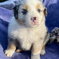 Australian Shepherd Puppies Pure Bred ANKC Merles/Australian Shepherd Dog/Both/Younger Than Six Months,Australian Shepherd Puppies“The Stellar Finale” Born 25/10/2023Will be 8 Weeks OLD on the 20/12/2023ANKC Dogswest RegistrarSire (Father) - Sanpasho Run Away Einstein (Mr Orange) – Red Tri Male NBT - Clear all DNA and Hips 7 Elbows .Dam (Mother) – Zenderland Honolulu – Bi Blue Merle(Black and White) with some Blue in eye colour. Hip and Elbow score excellent perfect 0 .DNA pending – Her Sire is Clear DNA and Dam has one copy of the MDR1 Gene.1)	Zenderland Pegasus – Male Bi Blue Merle Full Tail2)	Zenderland Orion – Blue Merle Male Full Tail3)	Zenderland Crux – Bi Blue Merle Male NBT (Curly) smallest in the litter.4)	Zenderland Hercules – Red Merle Male Full Tail5)	Zenderland Delphinus – Red Merle Female Full Tail6)	Zenderland Leo- Red Merle Male Full Tail7)	Zenderland Sagittarius -Red Tri NBT Male Extra-long like full Tail. Big and Boofy and the friendliest.We strive to breed excellent temperaments,Great bone, substance,Wonderful movement and stunning heads.From fully tested parents.Margaret River AREAWestern AustraliaPuppies are well socialized, raised in our home on our farm with kids, livestock, Miniature horses, Goats, and other dogs. They are wormed, microchipped, vaccinated, puppy pack,All Companion pet pups will be on the Limited Register. Dog West WA(which means not for breeding or showing)But can compete in all other disciplines obedience, herding etcFor Details, please Email me at Zend******@******com REVEAL_DETAILS 