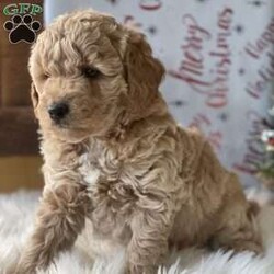 Mia/Mini Goldendoodle									Puppy/Female	/7 Weeks,Meet Mia , she is the most beautiful and healthy F1b mini Goldendoodle , she is being well socialized with and can’t wait to find her forever family 