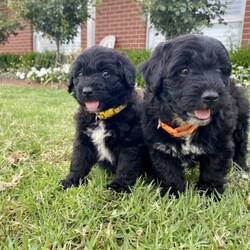 Adopt a dog:Miniature Bordoodle puppies for Christmas /Poodle (Miniature)/Both/Younger Than Six Months,Ready to go 23/12/23, or can hold until early jan if more convenient.Visitors most welcome!