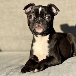 Boston Terrier x French Bulldog Puppy For Sale Sydney/Boston Terrier//Older Than Six Months,Frenchton - French Bulldog x Boston Terrier - Petite Pocket Frenchie - Toy Bulldog - Boschie PuppyDNA tested for over 100 different traits and diseases - negative for every testable disease possible, via the Orivet panel.- DNA Tested, Physical Veterinary Examination and Assessment, Heart & Patella Checks & Clearances -This bloodline has been within our family for over 20 years, with a number of generations from this lineage still within our immediate family.Included is:MicrochipVaccinationWormingFlea TreatmentDesexingHealth ChecksHealth GuaranteeA puppy pack/starter kit is also provided for you to take home.These puppies are available to loving pet homes only.Pricing varies depending the puppy.Ask us for specific details/pricing.
