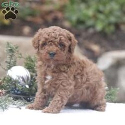 Justin/Mini Goldendoodle									Puppy/Male	/5 Weeks,Check out this adorable miniature goldendoodle puppy! This sweet boy is well socialized and sure to be a great addition to any family. He is vet checked, up to date on shots and dewormer, plus comes with a health guarantee. To learn more about Justin, please contact the breeder today!