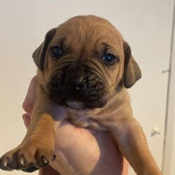 Adopt a dog:Beautiful boerboel puppys for sale./Boerboel/Mixed Litter/2 months,Beautiful boerboel 2 Boys left.
Impeccable size and stature mum and dad both can be seen as are family pets.
Born 14/10/23 ready to leave 09/12/23.
Microchip, injection, vet checked, wormed and flead.
They will leave microchipped.
